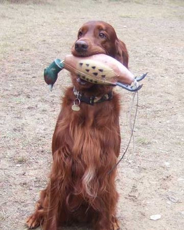 Irish Red Setter Unser Lord mit dem Entendummy