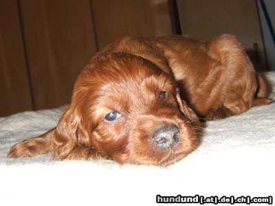 Irish Red Setter Hunde Foto 15246 in höherer Auflösung ansehen Irish Red Setter Lucky Luke vom Franzosenkeller mit 4 Wochen