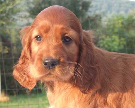 Irish Red Setter Melinda vom Franzosenkeller im Alter von 6 Wochen, 2 Brüder suchen noch das passende Zuhause