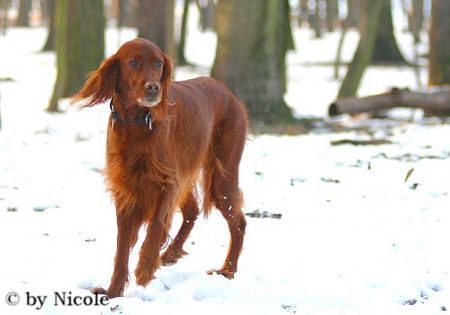 Irish Red Setter Prater 15.01.06