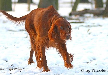 Irish Red Setter Prater 15.01.06