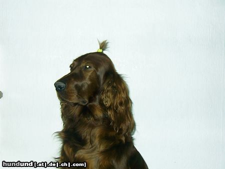 Irish Red Setter Hunde Foto 18623 Irish Red Setter Arielle vom Talismann