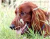 Irish Red Setter Hund