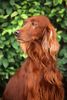 Irish Red Setter Foto: Ein Besucher bei einer Windhundeausstellung (ID 15075) Irish Red Setter Hund
