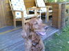 Irish Red Setter Hund