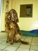Irish Red Setter Foto: Bettey (ID 17805) Irish Red Setter Hund