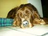 Irish Red Setter Foto: Betty ( Arielle vom Talismann) (ID 17807) Irish Red Setter Hund