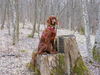 Irish Red Setter Hund