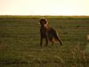 Irish Red Setter Hund