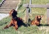 Irish Red Setter Foto: Lady & Denny (ID 372) Irish Red Setter Hund