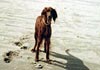 Irish Red Setter Foto: Lady (Vivian zur Dörenschlucht) (ID 373) Irish Red Setter Hund