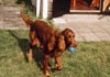 Irish Red Setter Foto: Lady (Vivian zur Dörenschlucht) (ID 378) Irish Red Setter Hund