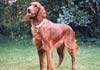 Irish Red Setter Foto: Lady (Vivian zur Dörenschlucht) (ID 379) Irish Red Setter Hund