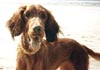 Irish Red Setter Foto: Lady (Vivian zur Dörenschlucht) (ID 380) Irish Red Setter Hund
