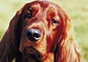 Irish Red Setter Foto: Eric (ID 655) Irish Red Setter Hund