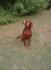 Irish Red Setter Hund