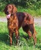 Irish Red Setter Foto: Irish Setter - Aaron (ID 7122) Irish Red Setter Hund