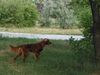 Irish Red Setter Foto: Kitta Redacaju hunting (ID 4565) Irish Red Setter Hund