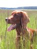 Irish Red Setter Foto: Ashley of the marshy country (ID 18549) Irish Red Setter Hund