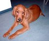Irish Red Setter Foto: Arco wer ist der schönste im ganzen Land ?! (ID 17858) Irish Red Setter Hund