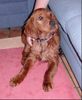 Irish Red Setter Foto: Arco will nie mehr baden !? (ID 17857) Irish Red Setter Hund