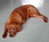 Irish Red Setter Foto: ARCO 6 MONATE (ID 19098) Irish Red Setter Hund