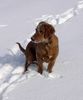 Irish Red Setter Foto (ID 19059) Irish Red Setter Hund