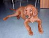 Irish Red Setter Foto (ID 17855) Irish Red Setter Hund