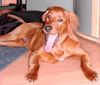 Irish Red Setter Foto: ARCO HAT DICH ZUM FRESSEN GERN (ID 25895) Irish Red Setter Hund