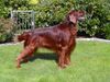 Irish Red Setter Foto: Mein roter BRANCO (ID 7581) Irish Red Setter Hund