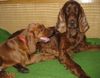 Irish Red Setter Hund