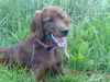 Irish Red Setter Hund