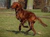 Irish Red Setter Hund