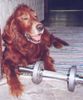 Irish Red Setter Foto: benny k.o. nach seinem training (ID 15098) Irish Red Setter Hund