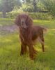 Irish Red Setter Hund