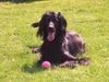 Irish Red Setter Foto: Arko, die schwarze Kaffebohne (ID 17221) Irish Red Setter Hund