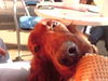 Irish Red Setter Hund