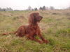 Irish Red Setter Hund