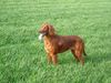 Irish Red Setter Hund