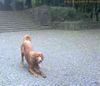 Irish Red Setter Foto: San Diego als Junghund mit Ball (ID 6988) Irish Red Setter Hund