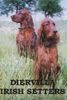 Irish Red Setter Foto: Allodee Cinammon's and Rabala od Zagrebacke Gore. More photos you can find on our web-page. (ID 4817) Irish Red Setter Hund
