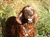 Irish Red Setter Foto (ID 2948) Irish Red Setter Hund