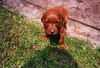 Irish Red Setter Hund