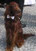 Irish Red Setter Hund