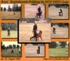 Irish Red Setter Foto: Mein Setter liebt Obidience und tanzen... (ID 6982) Irish Red Setter Hund