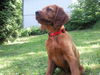 Irish Red Setter Hund