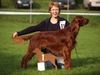 Irish Red Setter Foto: George Irish Man of Green Land (ID 24618) Irish Red Setter Hund