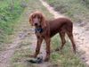 Irish Red Setter Hund