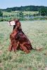 Irish Red Setter Foto: Harry vom Franzosenkeller beim Apportieren (ID 2947) Irish Red Setter Hund