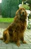 Irish Red Setter Foto: Ariella vom Talismann (ID 24947) Irish Red Setter Hund